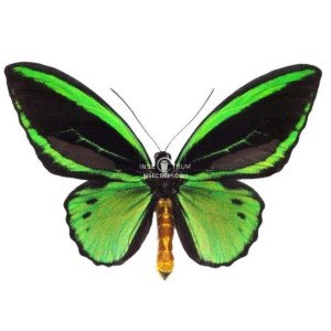 ORNITHOPTERA PRIAMUS POSEIDON